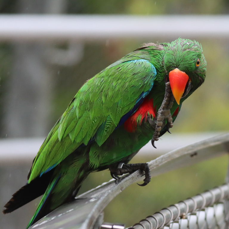 Sumba Eclectus male