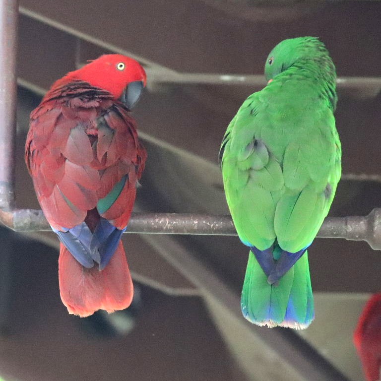 Sumba Eclectus pair