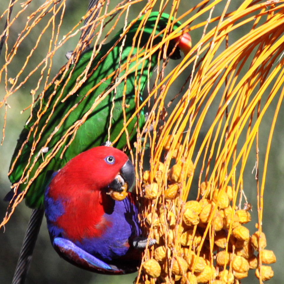 Eclectus Parrots
