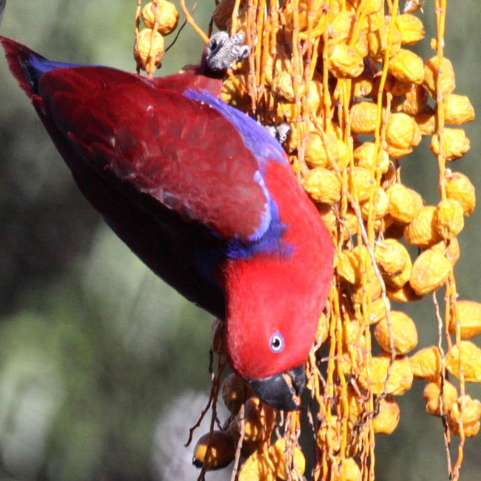 Papuan Eclectus parrot female