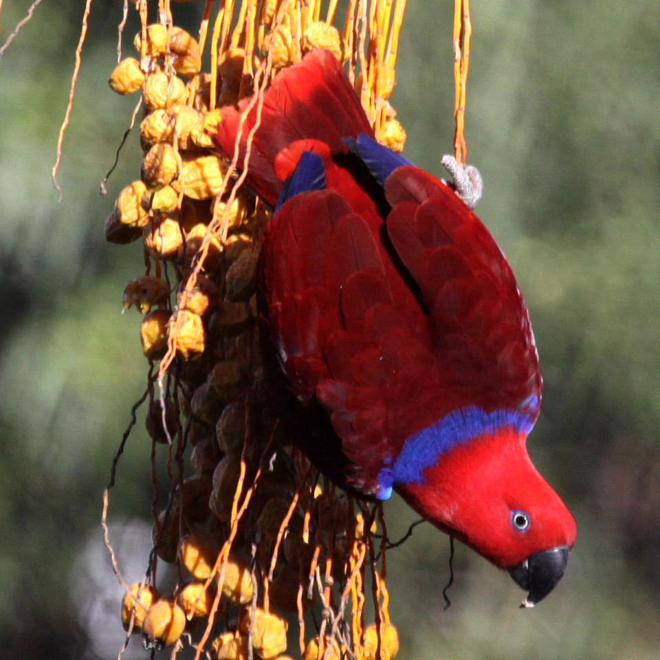 Papuan Eclectus parrot female