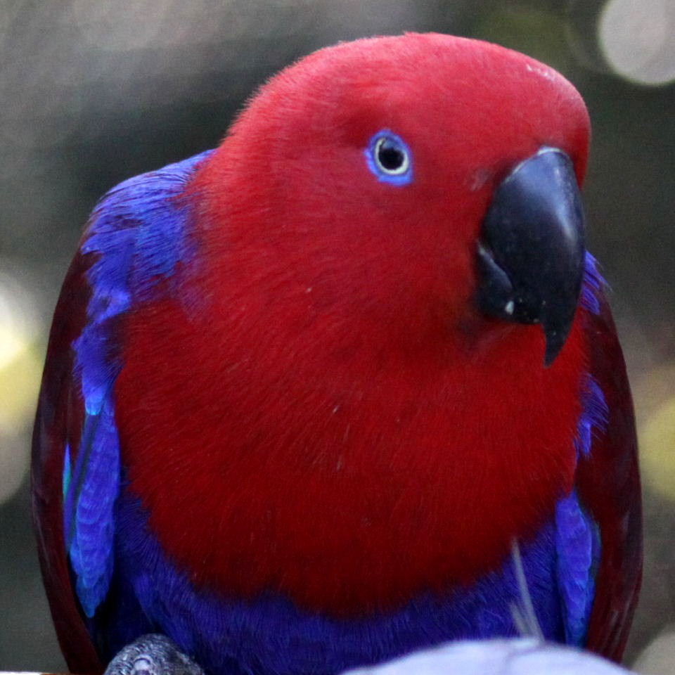 Papuan Eclectus parrot female