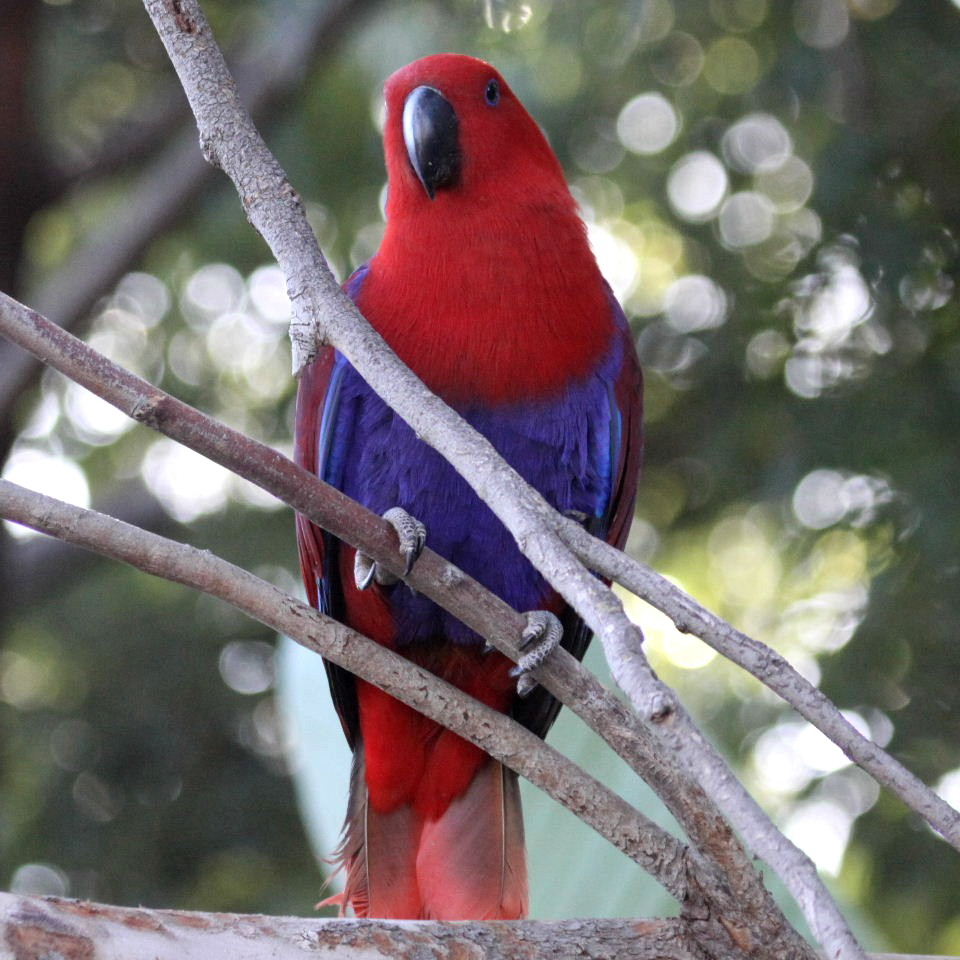 Papuan Eclectus parrot female