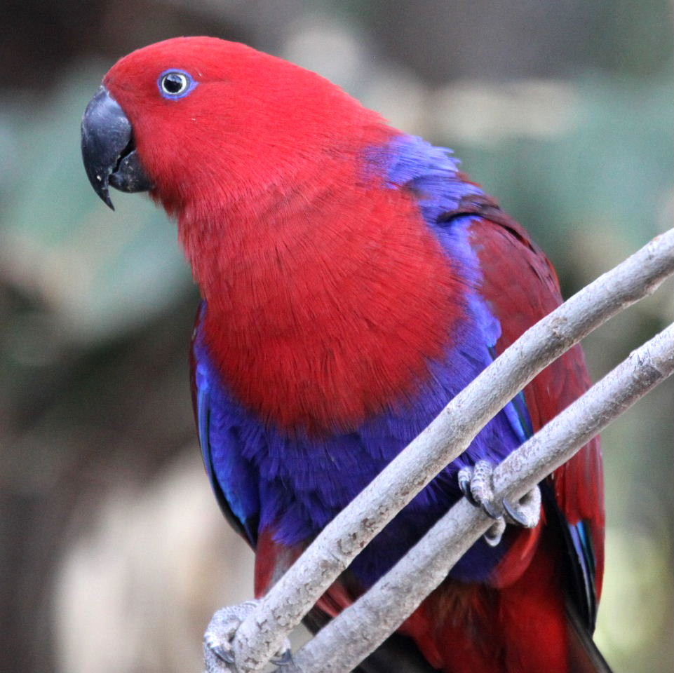 Papuan Eclectus parrot female
