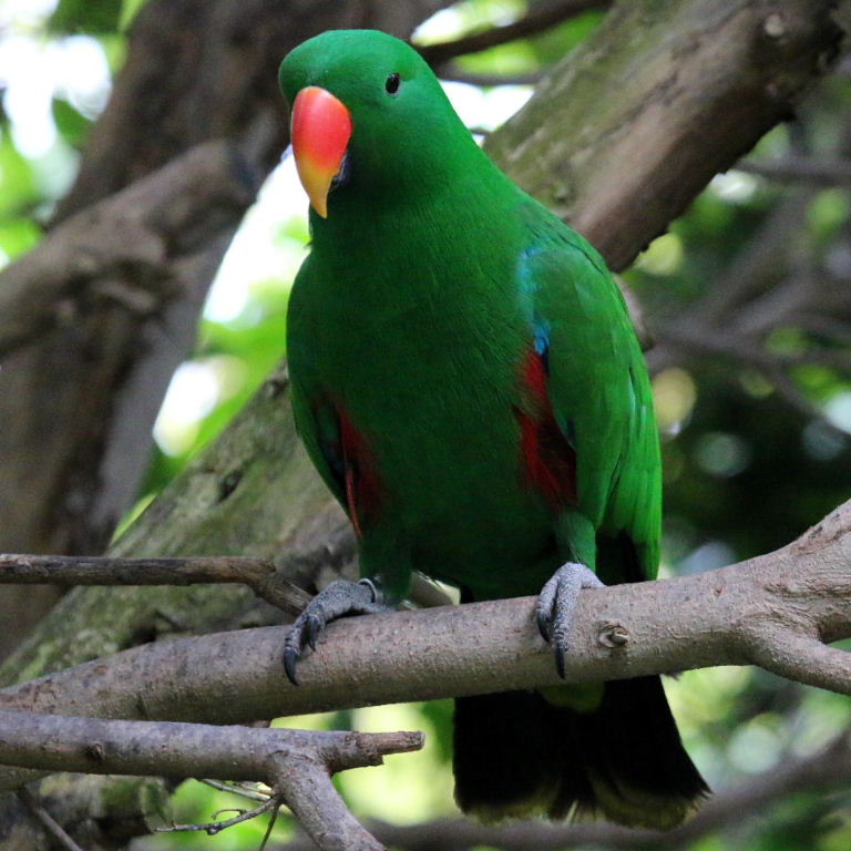 Papuan Eclectus male red-sided