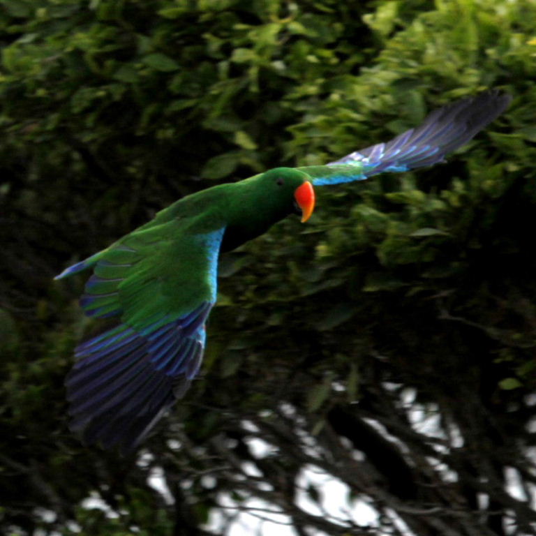 Papuan Eclectus parrot male in flight