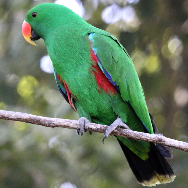 Papuan Eclectus parrot male