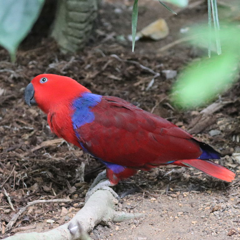 Papuan Eclectus parrot female