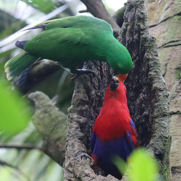 Papuan Eclectus parrot pair