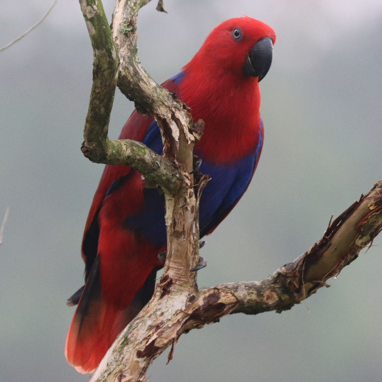 Papuan Eclectus parrot female