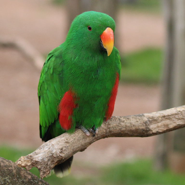 Papuan Eclectus parrot male