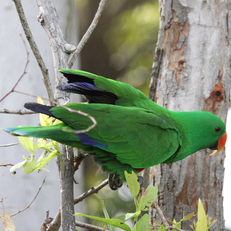 Papuan Eclectus parrot male
