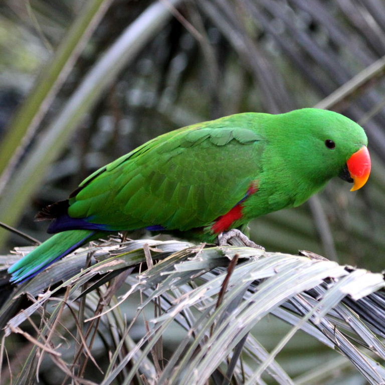 Papuan Eclectus parrot male