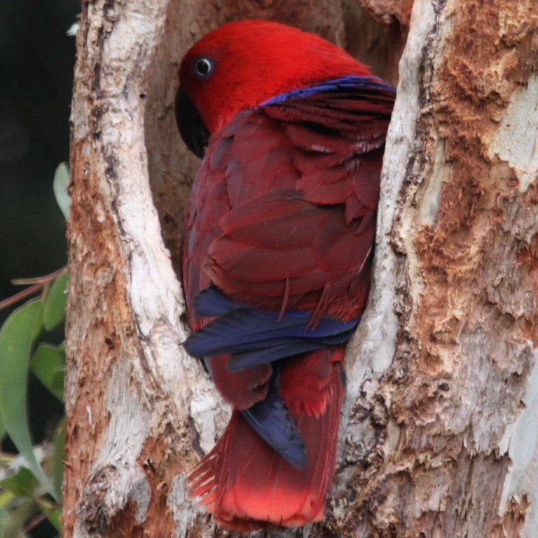 Papuan Eclectus parrot female
