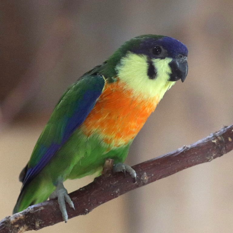 Orange-breasted Fig Parrot male