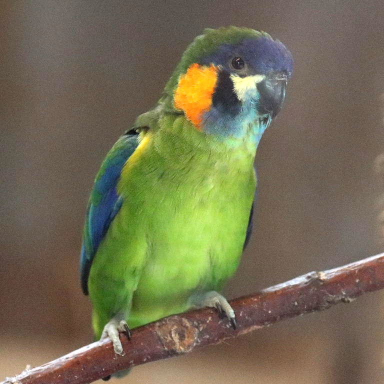 Orange-breasted Fig Parrot