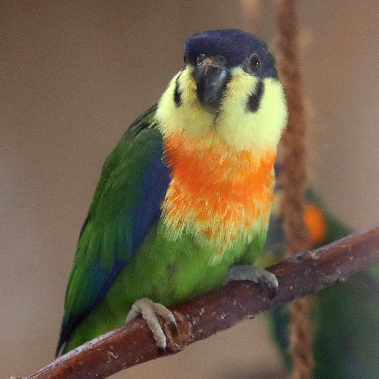 Orange-breasted Fig Parrot