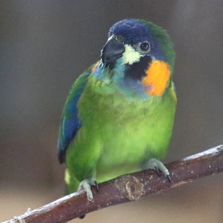 Orange-breasted Fig Parrot female