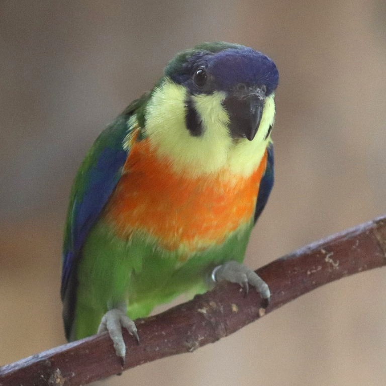 Orange-breasted Fig Parrot male