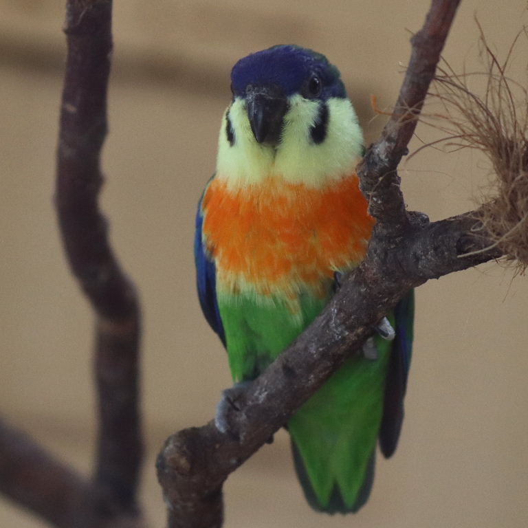 Orange-breasted Fig Parrot