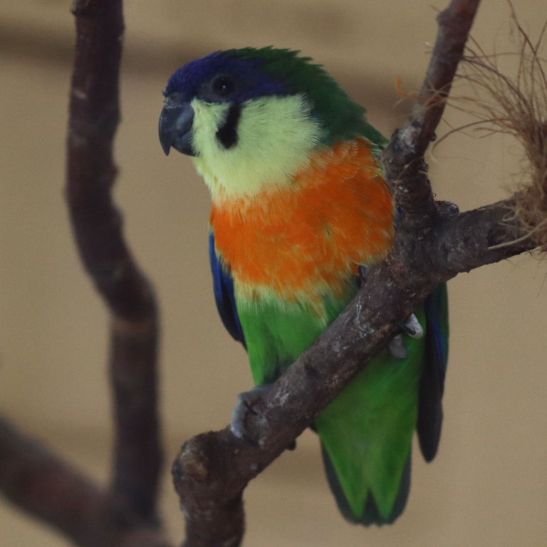 Orange-breasted Fig Parrot