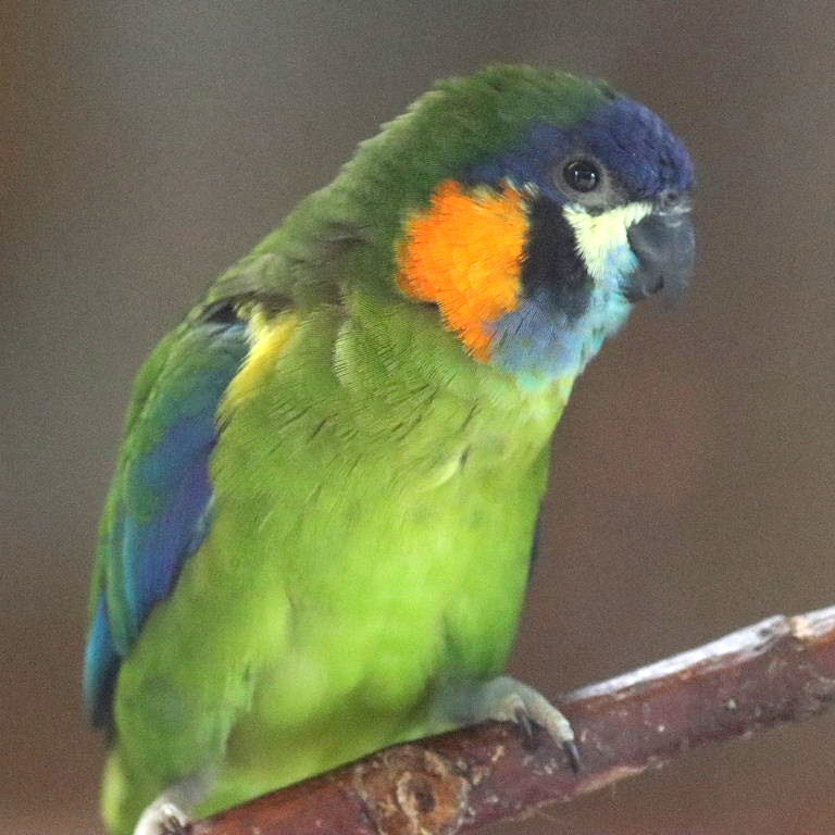 Orange-breasted Fig Parrot