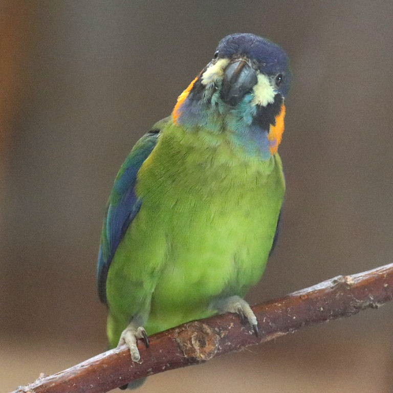 Orange-breasted Fig Parrot