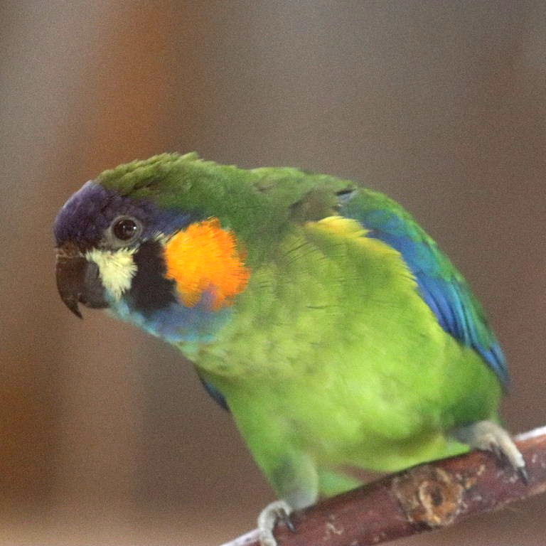Orange-breasted Fig Parrot