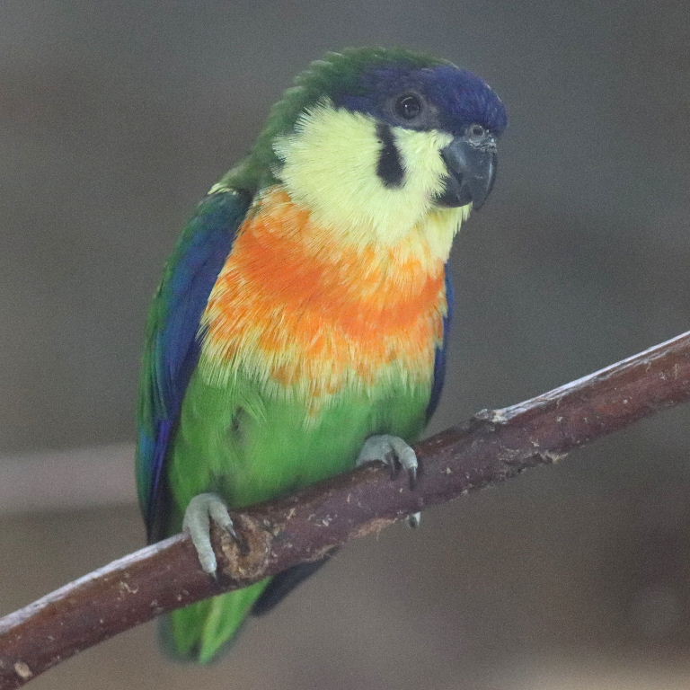 Orange-breasted Fig Parrot