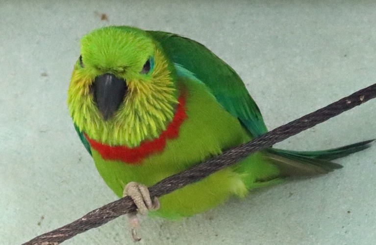 Salvadori's Fig Parrot