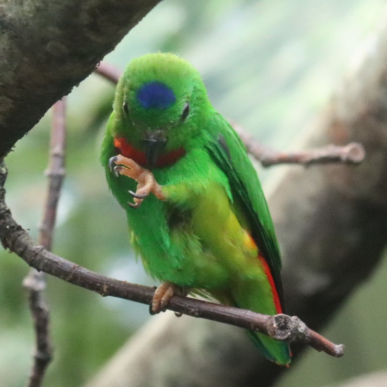 Blue-crowned Hanging Parrot