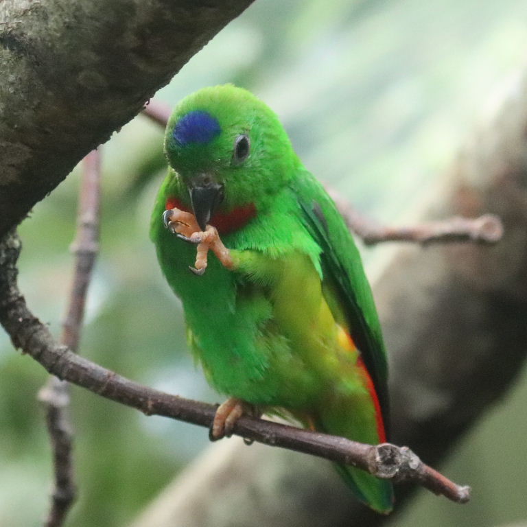 Blue-crowned Hanging Parrot male