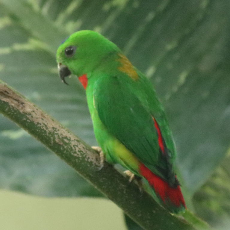 Blue-crowned Hanging Parrot