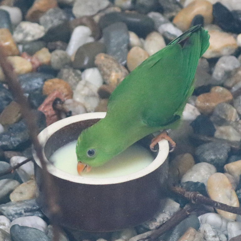 Vernal Hanging Parrot