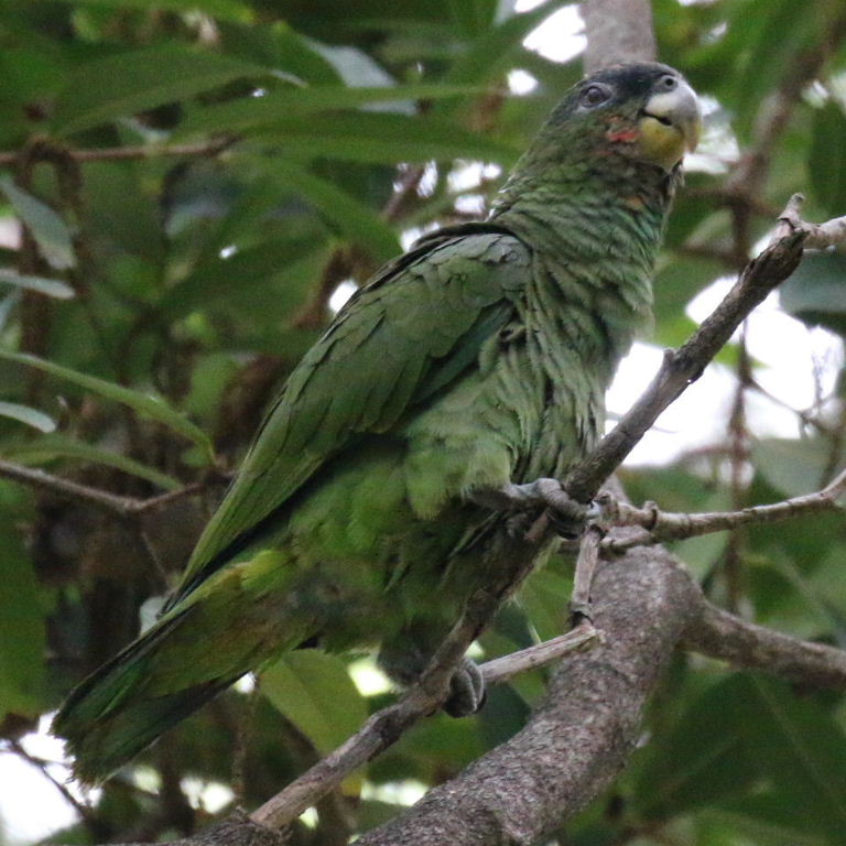 Amazon/Pionus hybrid
