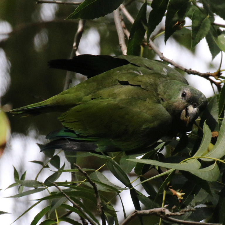 Amazon/Pionus hybrid