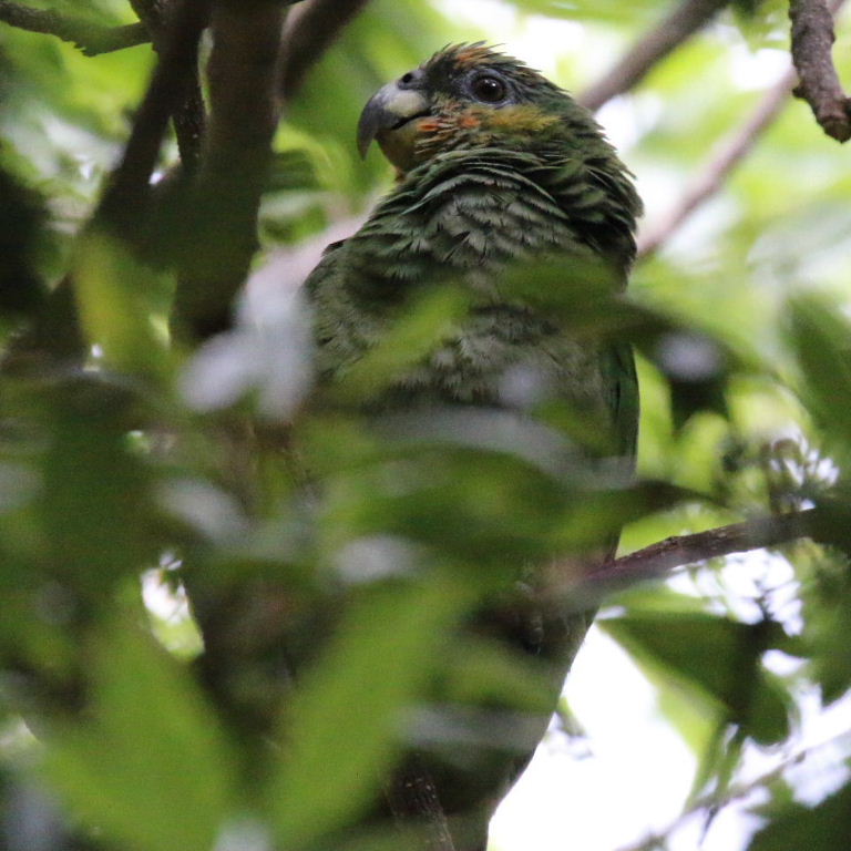 Amazon/Pionus hybrid