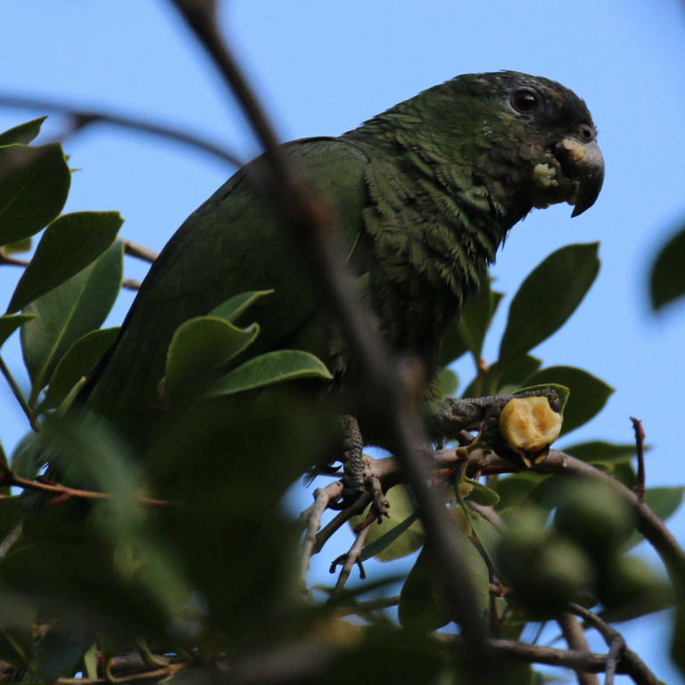 Amazon/Pionus hybrid