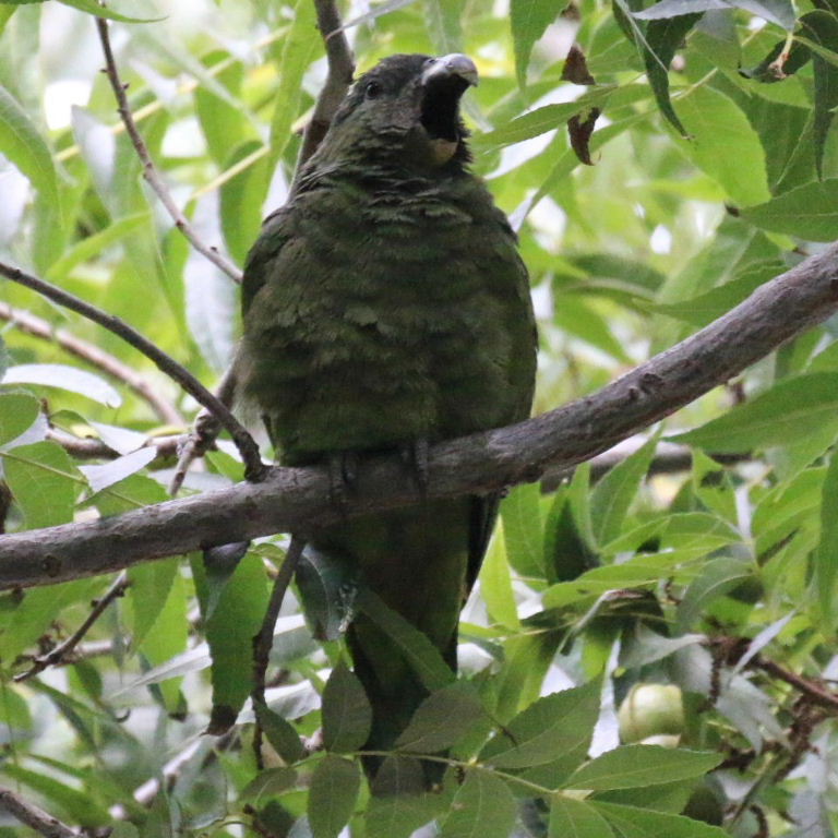 Amazon/Pionus hybrid