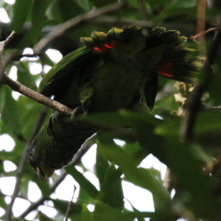 Amazon/Pionus hybrid