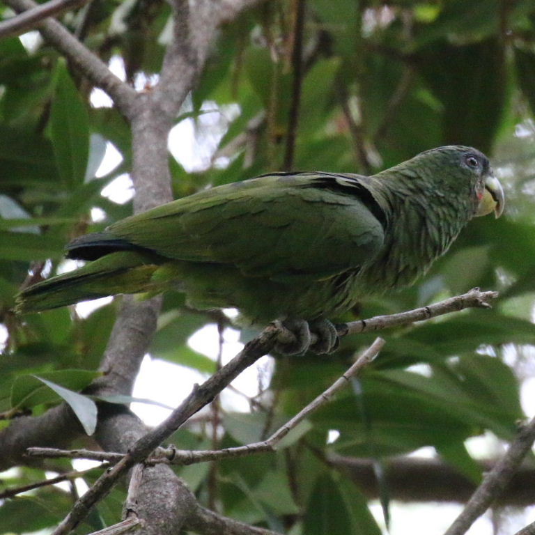 Amazon/Pionus hybrid