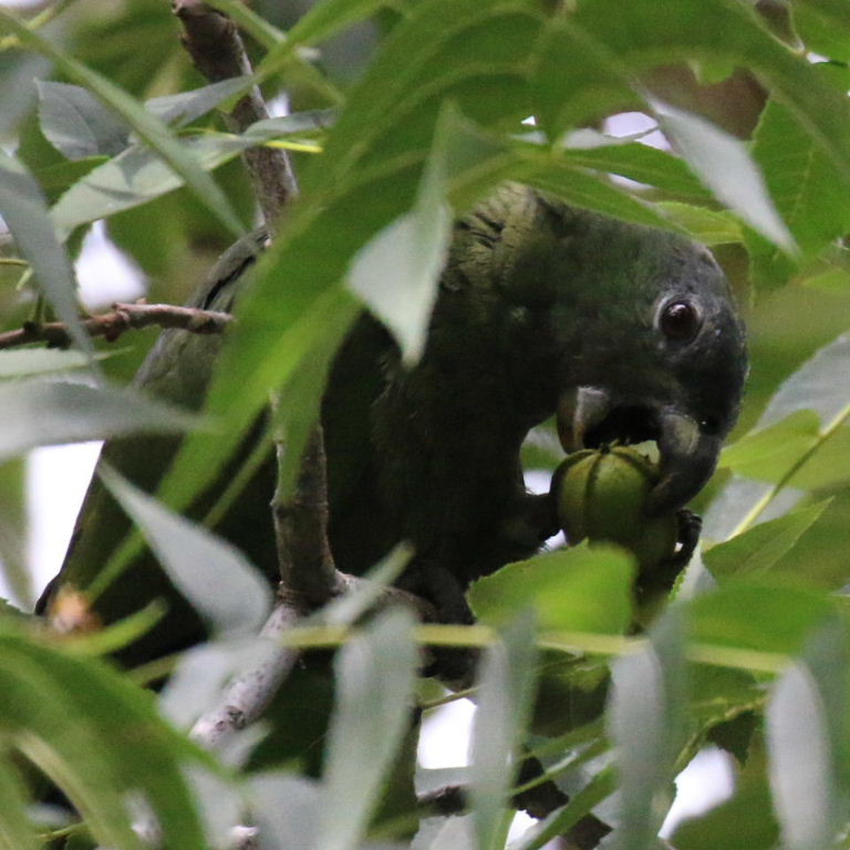 Amazon/Pionus hybrid
