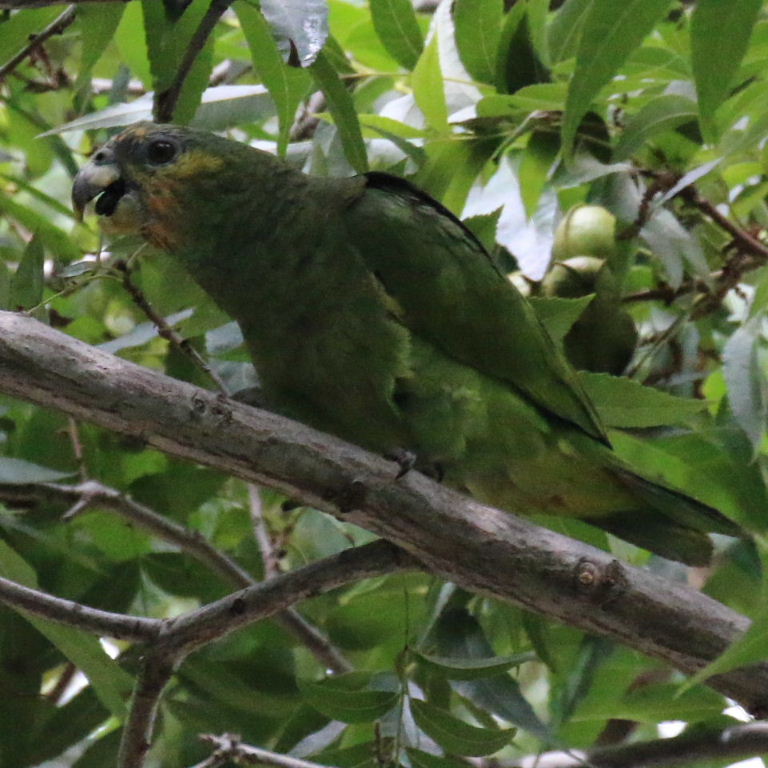Amazon/Pionus hybrid