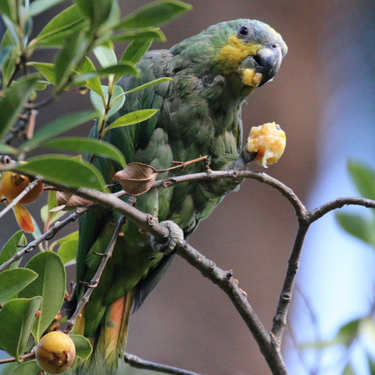 Orange-winged Amazon