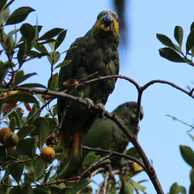 Orange-winged Amazon with hybrid