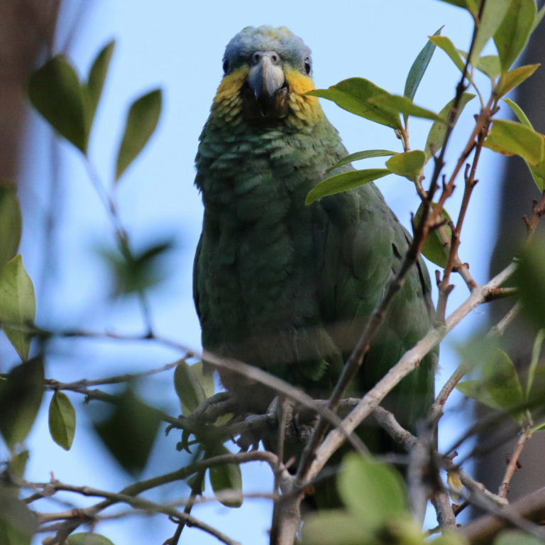Orange-winged Amazon