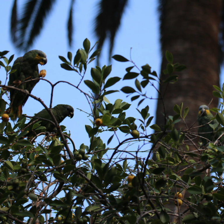Orange-winged Amazons with hybrid offspring