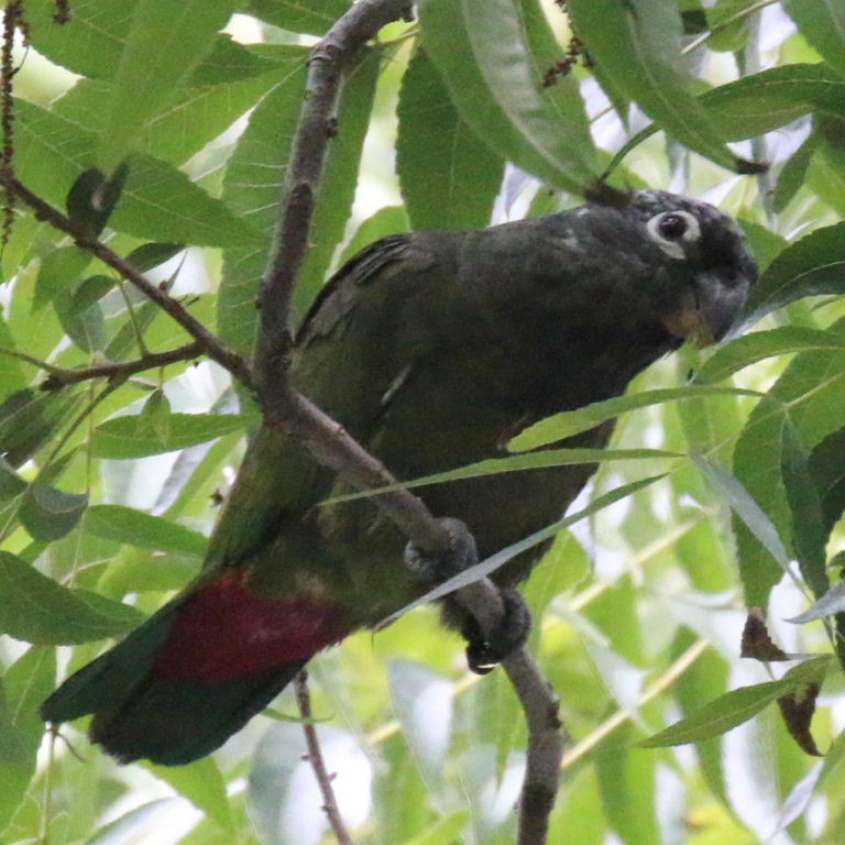 Maximilian Pionus