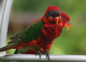hybrid lory/lorikeet