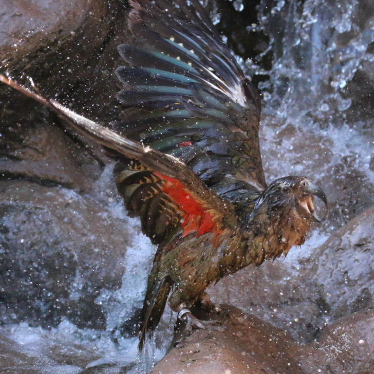 Kea bathing
